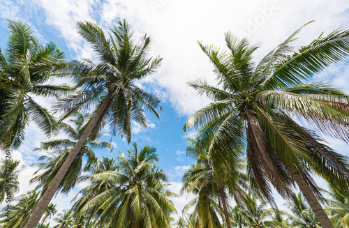 coconut tree with sky