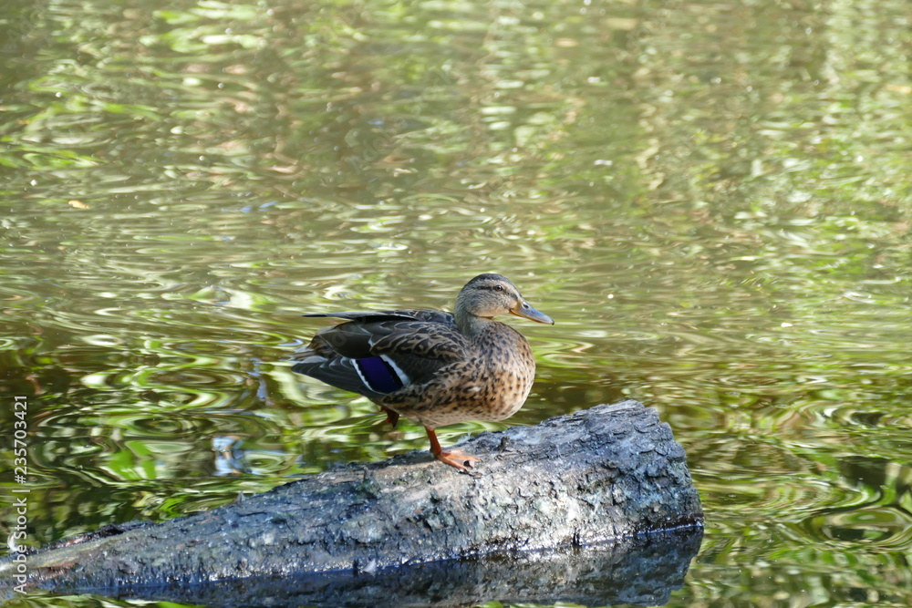 Ente am See im Schlosspark in Cuxhaven Ente am See im Schlosspark in Cuxhaven