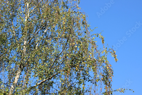 Birch betula tree crown green yellow autumn fall leaves