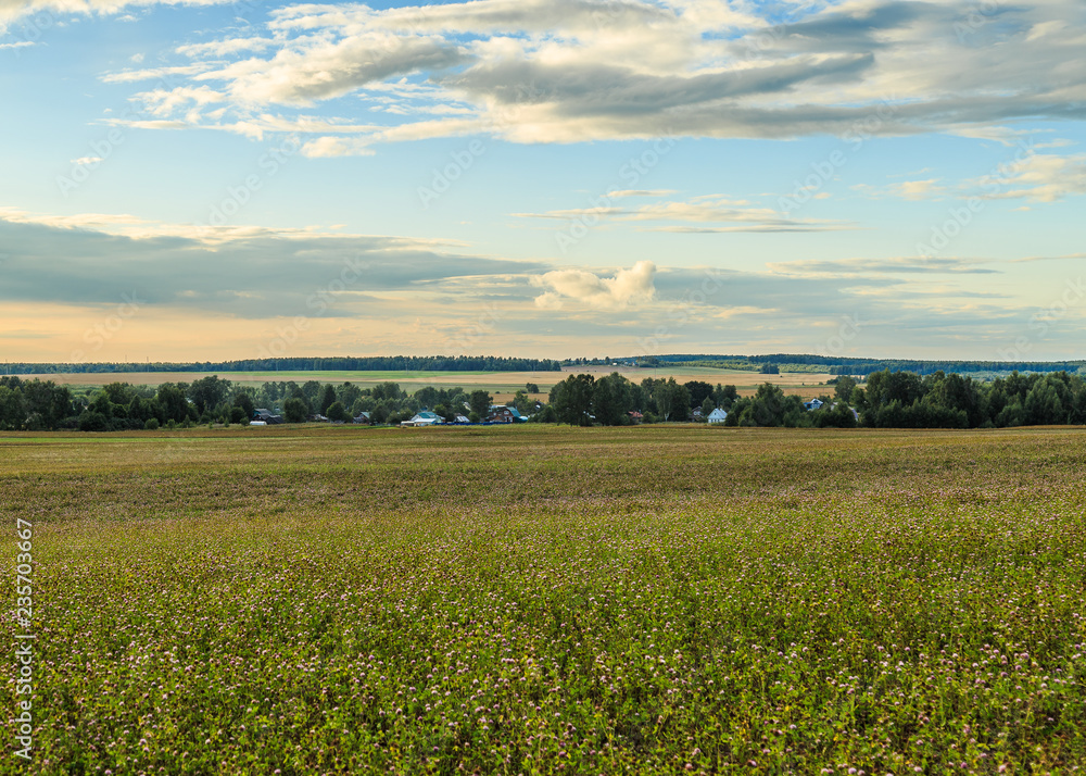 A field planted with clover, on the horizon visible village A field planted with clover, on the horizon visible village