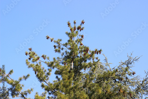 Eastern white pine tree pinus strobus tree 