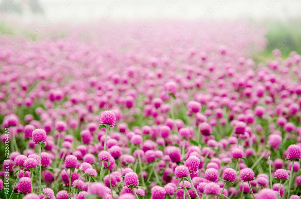 Obraz premium Pink Amaranth garden