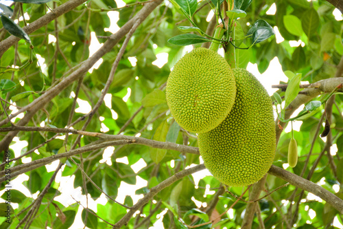 Canvas Print fresh jackfruit on tree at organic agriculture farm in thailand