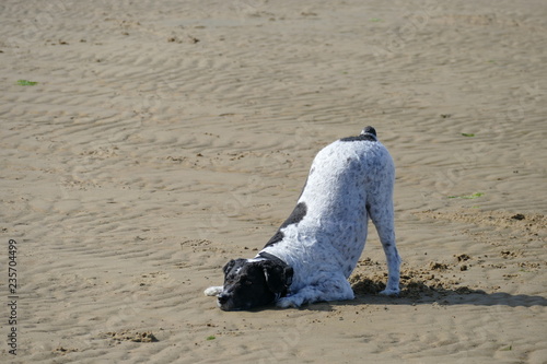 Hund am Hundestrand in Cuxhaven Sahlenburg photo