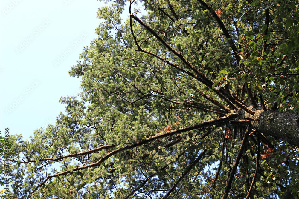 Fototapeta premium Fir pine tree tall overhead