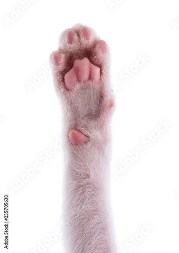 cats paw isolated on white background