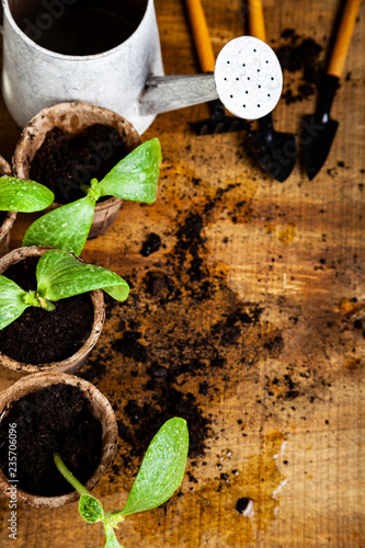 Wallpaper Mural Seedlings in peat pots and tools Torontodigital.ca