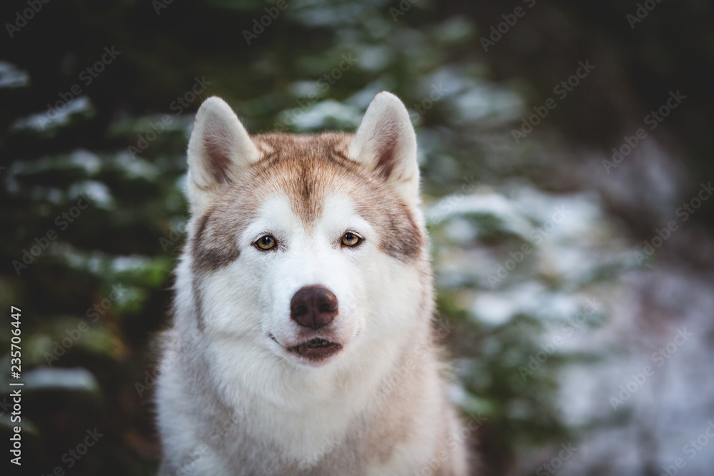 Close-up Portrait of adorable Siberian Husky dog sitting on the snow in front of fir-tree in the winter forest