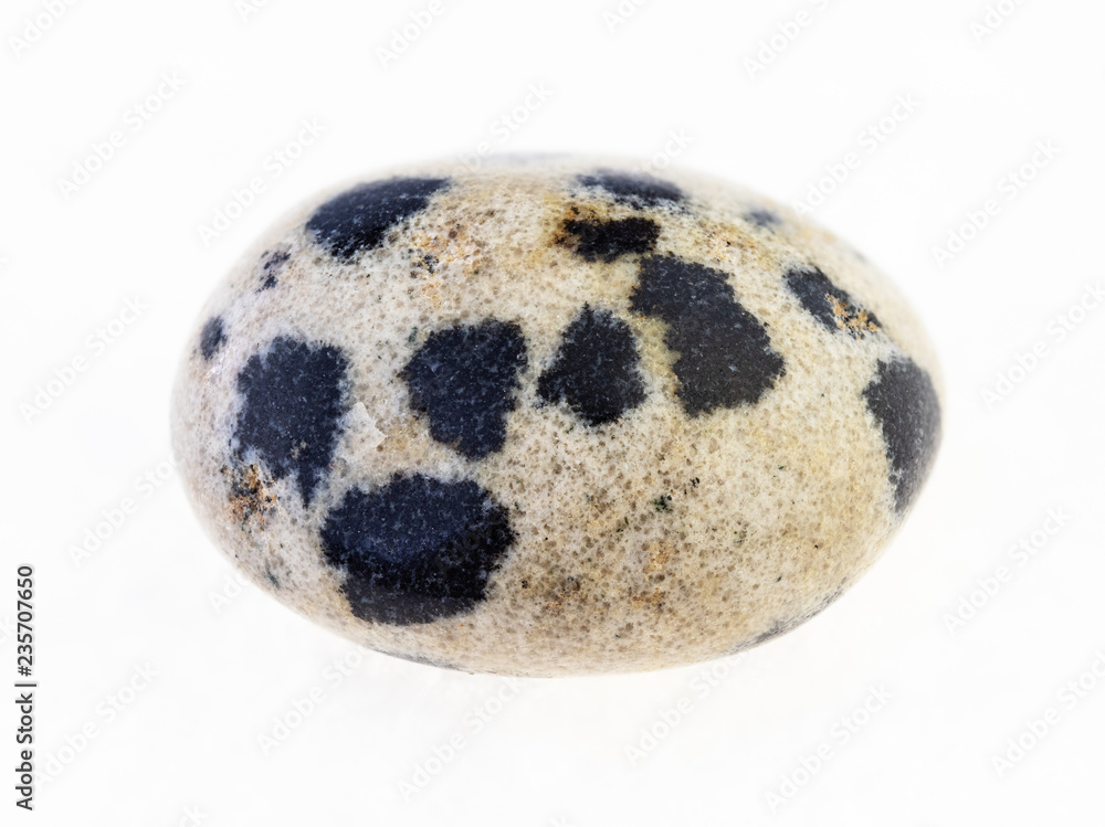 polished dalmatian jasper (dalmatine stone) gem polished dalmatian jasper (dalmatine stone) gem