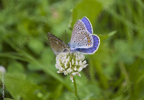 Wallpaper Mural Mating two butterflies on a clover Torontodigital.ca