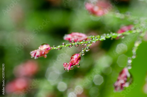 dew drop on flower grass