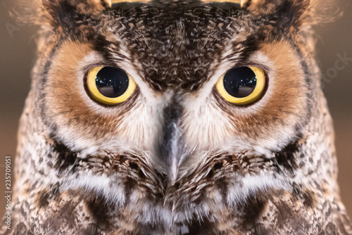Close-up on Great Horned Owl Face and Eye © charnsitr