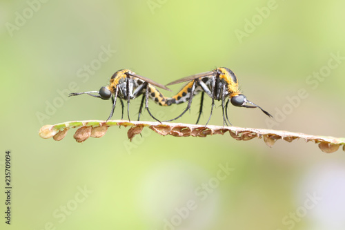 Toxophora Amphitea Mating photo