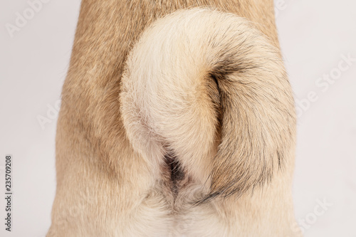 Fototapeta Naklejka Na Ścianę i Meble -  Close up Dog tail pug breed roll or swirl tail beautiful pug purebred,isolated on grey background