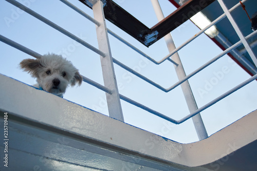 Cute White Maltese Dog With Wind In His Ears Looking Into Camera Through The Railings Of A Ferry Boat At Dusk.