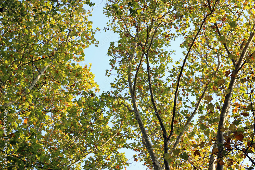Plane platanus tree crown green yellow leaves autumn Plane platanus tree crown green yellow leaves autumn
