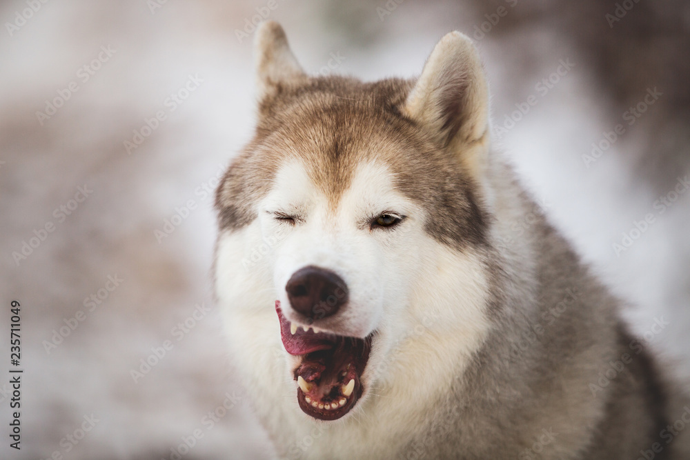 Close-up Portrait of dog breed siberian husky licking like a predator in the winter forest