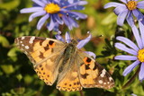 The beautiful Painted Lady butterfly is found all over the world.