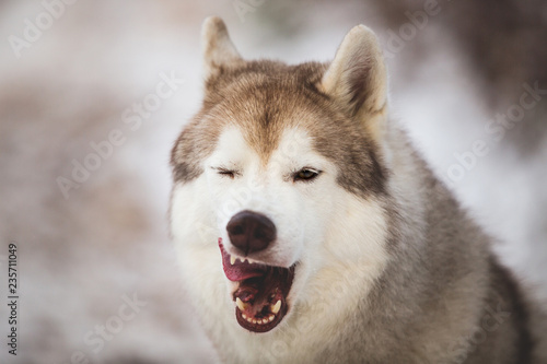 Close-up Portrait of dog breed siberian husky licking like a predator in the winter forest