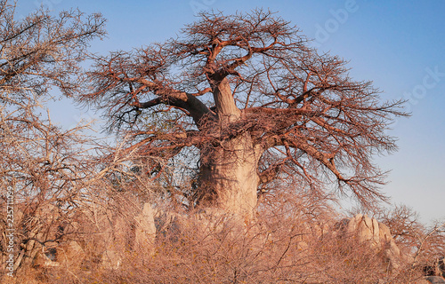 Baobab - Afrikanischer Affenbrotbaum 