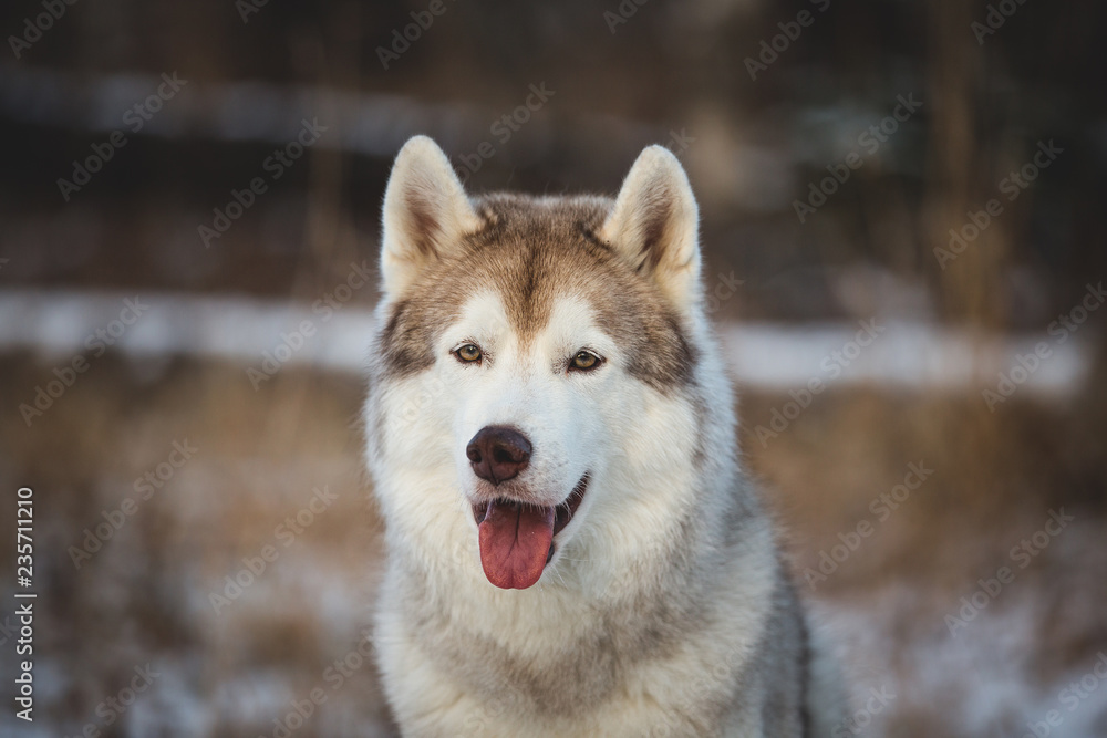 Close-up portrait of gorgeous siberian Husky dog sitting in winter forest at sunset. Close-up portrait of gorgeous siberian Husky dog sitting in winter forest at sunset.