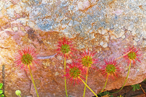 Принти на полотні Red bidibid (Acaena novae-zelandiae) native to New Zealand and Australia introdu