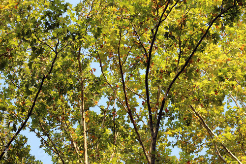 Plane platanus tree crown green yellow leaves autumn