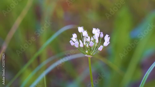 Blooming small white flowers of Wild or Mouse onions. Allium albidum (angulatum) photo