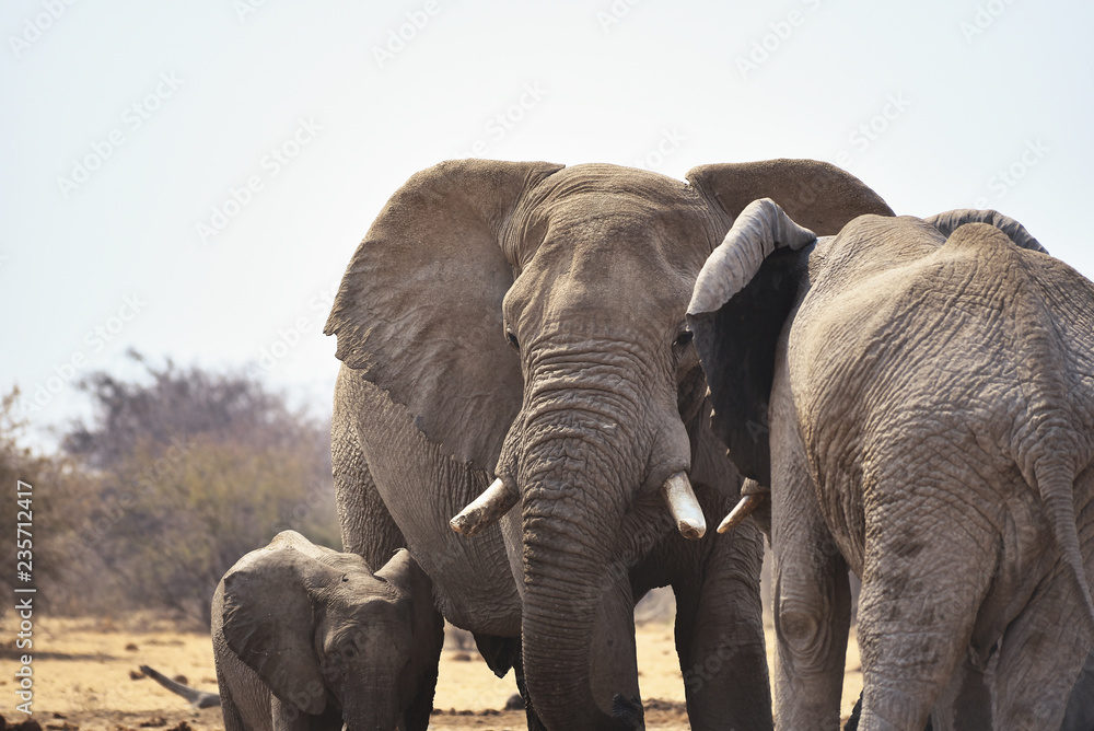 Elefanten im Etosha-Nationalpark in Namibia Südafrika