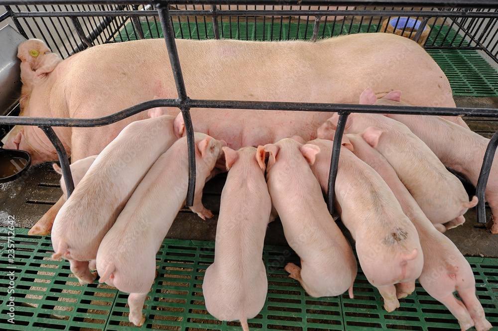 Lot of Piglets sucking milk from sow mother with clean body in modern domestic housing farm.
