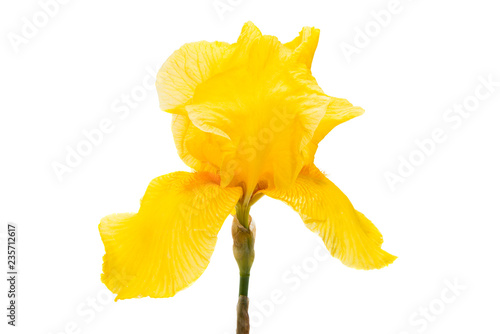 Fototapeta Naklejka Na Ścianę i Meble -  yellow iris isolated