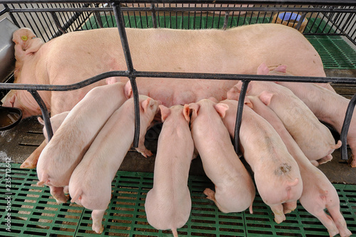 Obraz na płótnie Lot of Piglets sucking milk from sow mother with clean body in modern domestic housing farm. w salonie