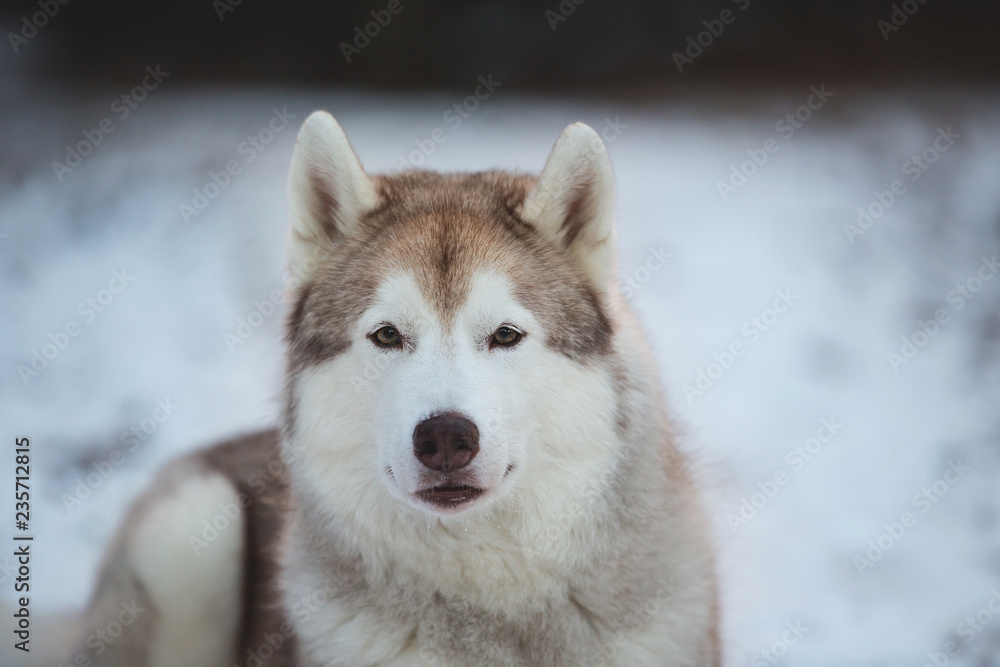 Close-up Portrait of gorgeous, prideful and free Siberian Husky dog lying on the snow path in thedark forest in winter