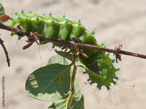 Huge Bright Green Caterpillar Of The Giant Peacock Moth Saturnia Pyri, The Largest European Species, On A Tree Twig In Greece.