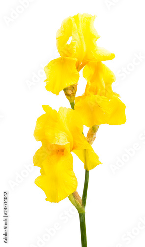 Fototapeta Naklejka Na Ścianę i Meble -  yellow iris isolated