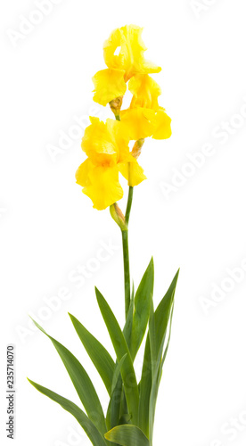 yellow iris isolated