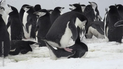 Two Adélie penguins mating on Aitcho Island in Antarctica