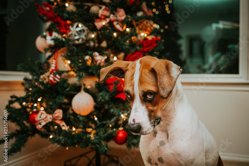 Beautiful dog sitting in front of the Christmas Tree © MeganBetteridge