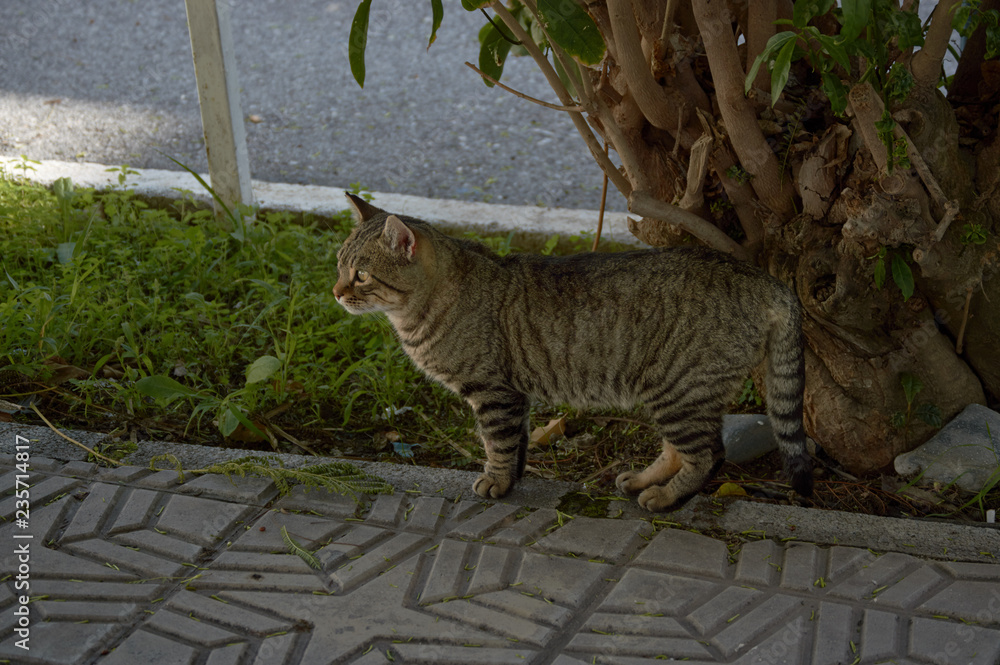Obraz premium cat walking near a hedge looking for food
