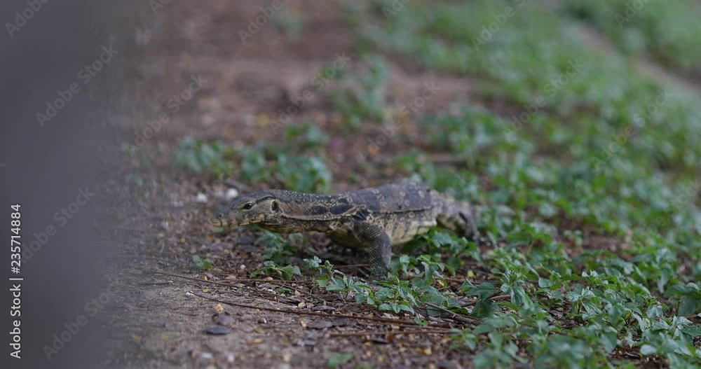 Monitor lizard creeping around in Lumphini Park, Thailand Monitor lizard creeping around in Lumphini Park, Thailand
