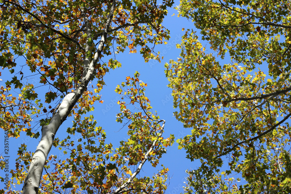 Plane platanus tree crown park forest blue sky Plane platanus tree crown park forest blue sky