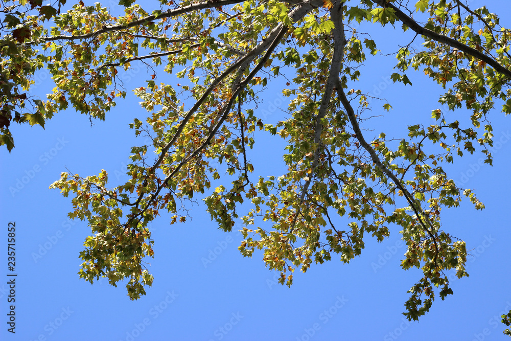 Plane platanus tree crown park forest blue sky Plane platanus tree crown park forest blue sky