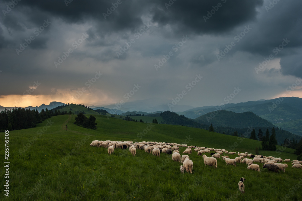 Wypas owiec w Pieninach ,Jaworki.