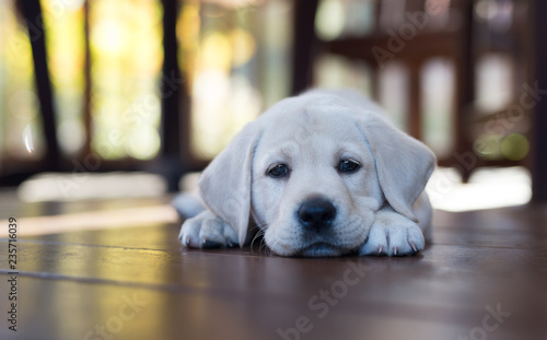 Yellow Labrador Retriever puppy laying on the ground © Natasha