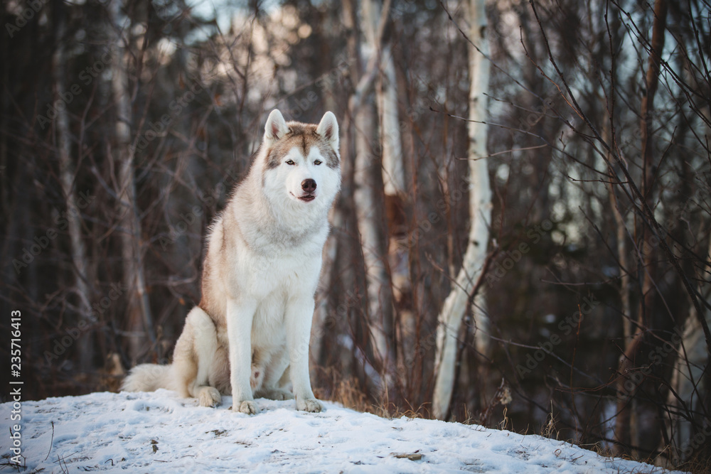 Portrait of gorgeous and free Siberian husky dog sitting on the hill on the snow in the winter forest at sunset