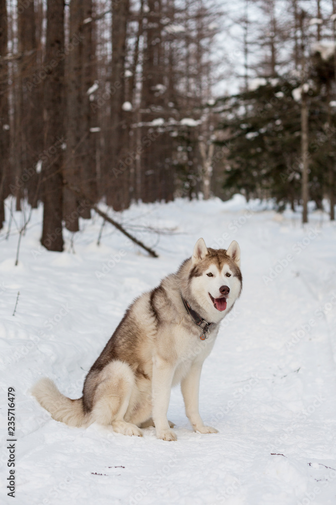 Portrait of free and gorgeous Husky dog sitting on the snow in the winter forest.