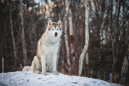 Portrait of gorgeous and free Siberian husky dog sitting on the hill on the snow in the winter forest at sunset © Anastasiia