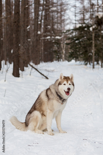 Portrait of free and gorgeous Husky dog sitting on the snow in the winter forest. © Anastasiia