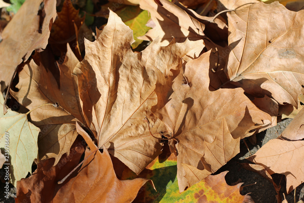 Plane tree platanus dry yellow brown green leaves autumn fall october Plane tree platanus dry yellow brown green leaves autumn fall october