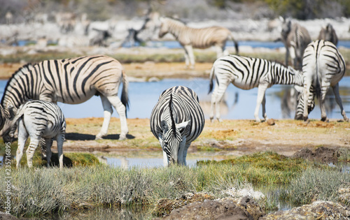 Zebras in der Savanne vom Etosha Nationalpark	